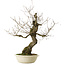 Quercus serrata, 87 cm, ± 30 ans, avec un nebari de 22 cm