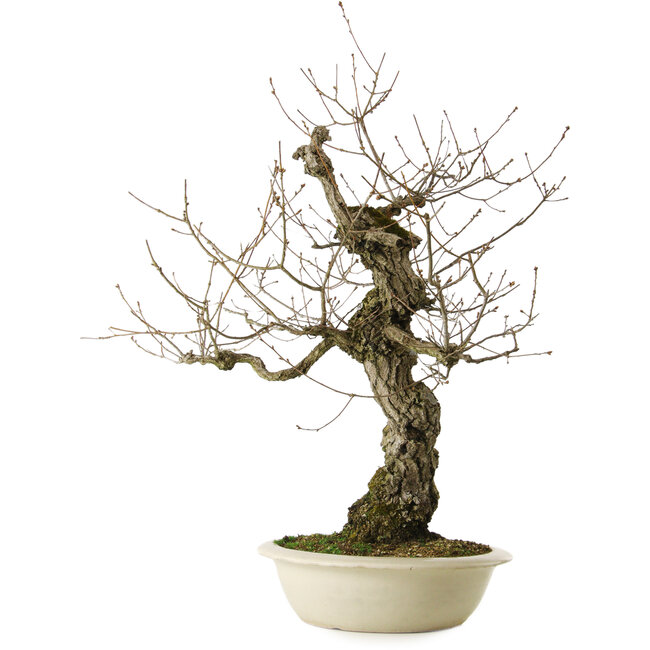 Quercus serrata, 87 cm, ca. 30 Jahre alt, mit einem Wurzelhals von 22 cm