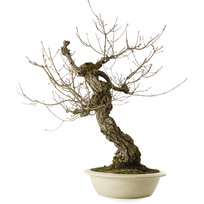Quercus serrata, 87 cm, ± 30 ans, avec un nebari de 22 cm