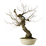 Quercus serrata, 87 cm, ± 30 ans, avec un nebari de 22 cm