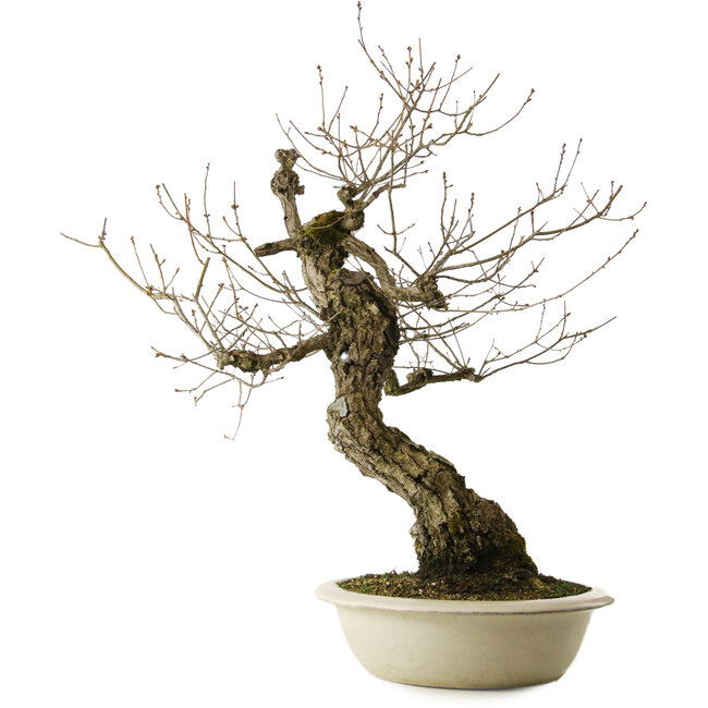 Quercus serrata, 87 cm, ± 30 ans, avec un nebari de 22 cm