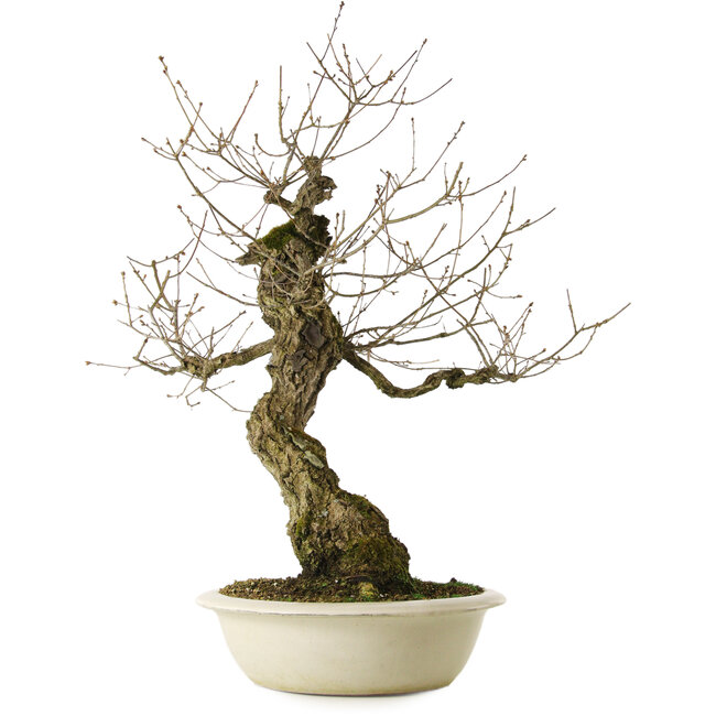 Quercus serrata, 87 cm, ± 30 ans, avec un nebari de 22 cm