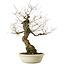 Quercus serrata, 87 cm, ± 30 ans, avec un nebari de 22 cm