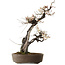 Prunus mume bianco, 78 cm, ± 35 anni, con un nebari di 17 cm