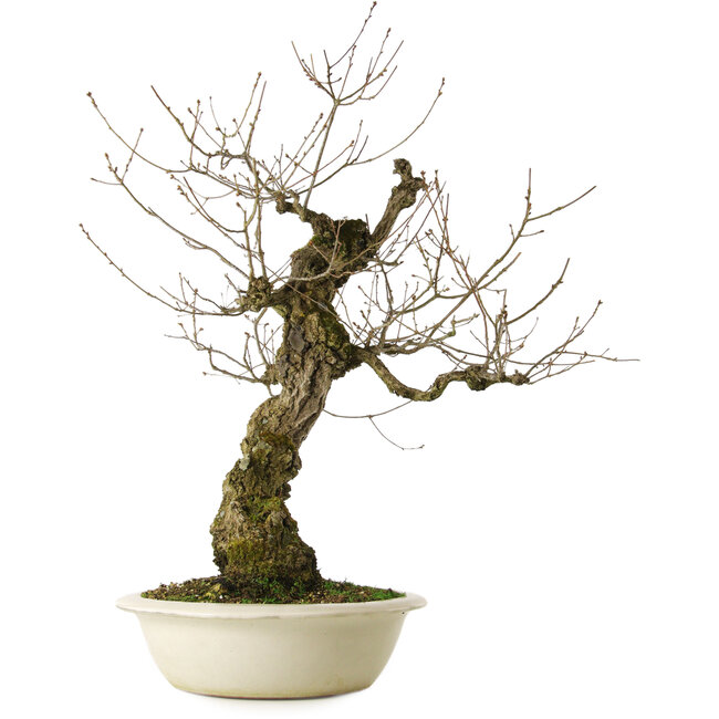 Quercus serrata, 87 cm, ± 30 ans, avec un nebari de 22 cm