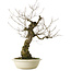 Quercus serrata, 87 cm, ± 30 ans, avec un nebari de 22 cm