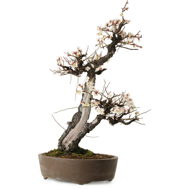 Prunus mume white, 78 cm, ± 35 Jahre alt, mit einem Wurzelhals von 17 cm