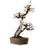 Prunus mume white, 78 cm, ± 35 Jahre alt, mit einem Wurzelhals von 17 cm