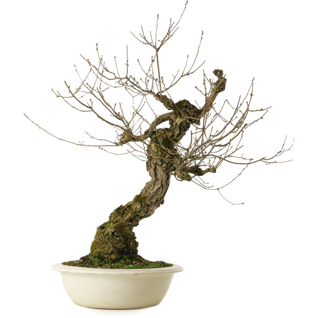 Quercus serrata, 87 cm, ± 30 ans, avec un nebari de 22 cm