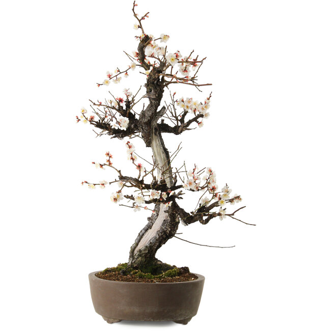 Prunus mume white, 78 cm, ± 35 years old, with a nebari of 17 cm