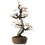 Prunus mume white, 78 cm, ± 35 Jahre alt, mit einem Wurzelhals von 17 cm