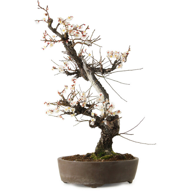 Prunus mume blanc, 78 cm, ± 35 ans, avec un nebari de 17 cm