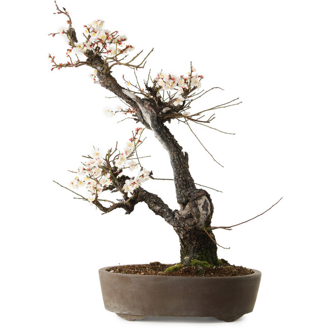 Prunus mume blanco, 78 cm, ± 35 años, con un nebari de 17 cm