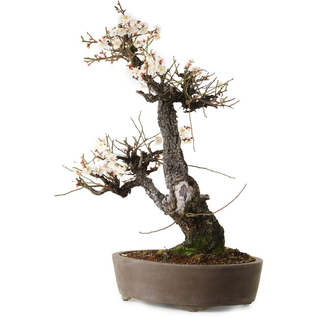 Prunus mume wit, 78 cm, ± 35 jaar oud, met een nebari van 17 cm