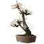 Prunus mume wit, 78 cm, ± 35 jaar oud, met een nebari van 17 cm