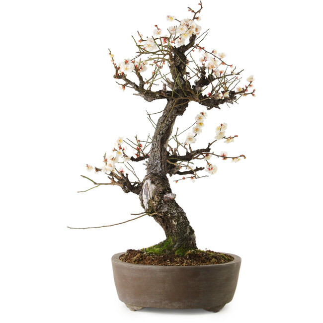 Prunus mume blanco, 78 cm, ± 35 años, con un nebari de 17 cm