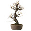 Prunus mume bianco, 78 cm, ± 35 anni, con un nebari di 17 cm