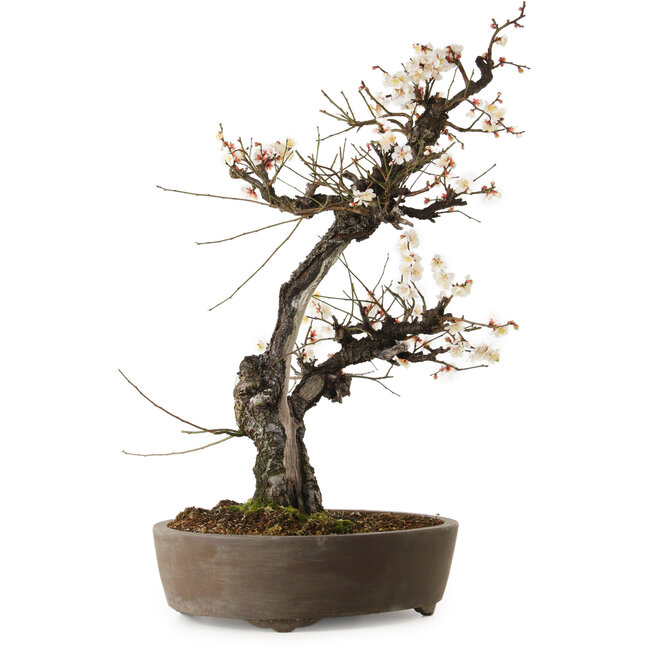 Prunus mume wit, 78 cm, ± 35 jaar oud, met een nebari van 17 cm