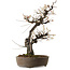 Prunus mume white, 78 cm, ± 35 years old, with a nebari of 17 cm