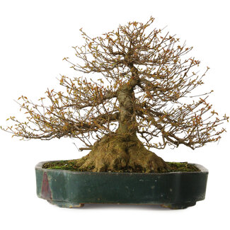 Acer buergerianum, 35 cm, ± 35 años