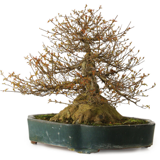 Acer buergerianum, 35 cm, ± 35 anni, con un nebari di 34 cm