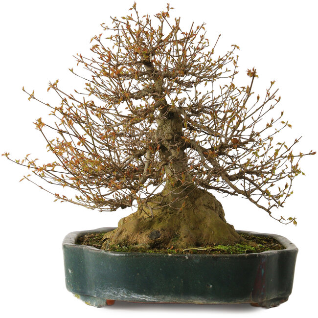 Acer buergerianum, 35 cm, ± 35 years old, with a nebari of 34 cm