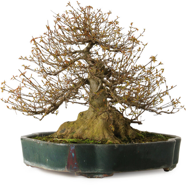 Acer buergerianum, 35 cm, ± 35 jaar oud, met een nebari van 34 cm