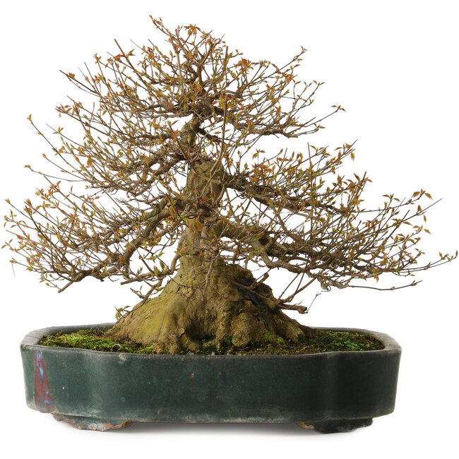 Acer buergerianum, 35 cm, ± 35 años, con un nebari de 34 cm