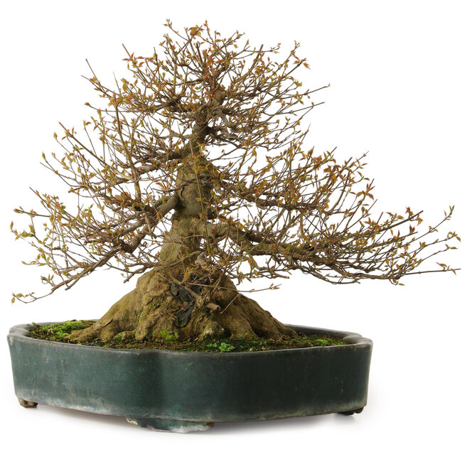 Acer buergerianum, 35 cm, ca. 35 Jahre alt, mit einem Wurzelhals von 34 cm