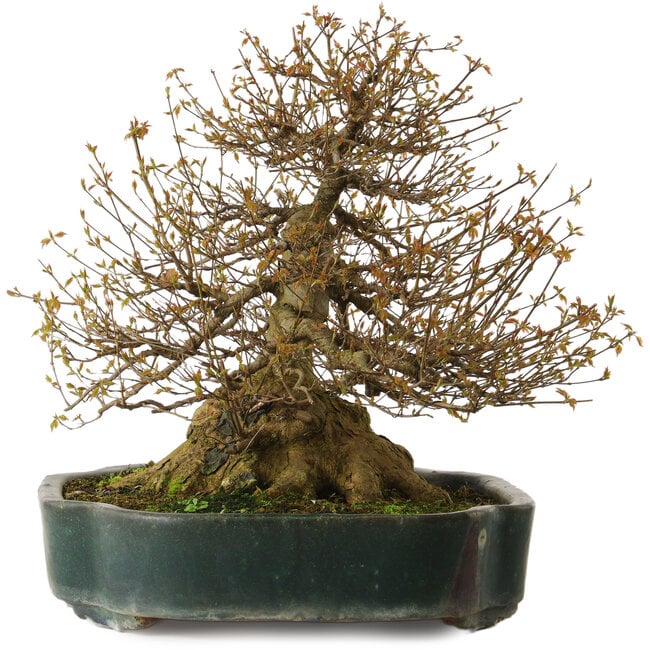 Acer buergerianum, 35 cm, ± 35 ans, avec un nebari de 34 cm