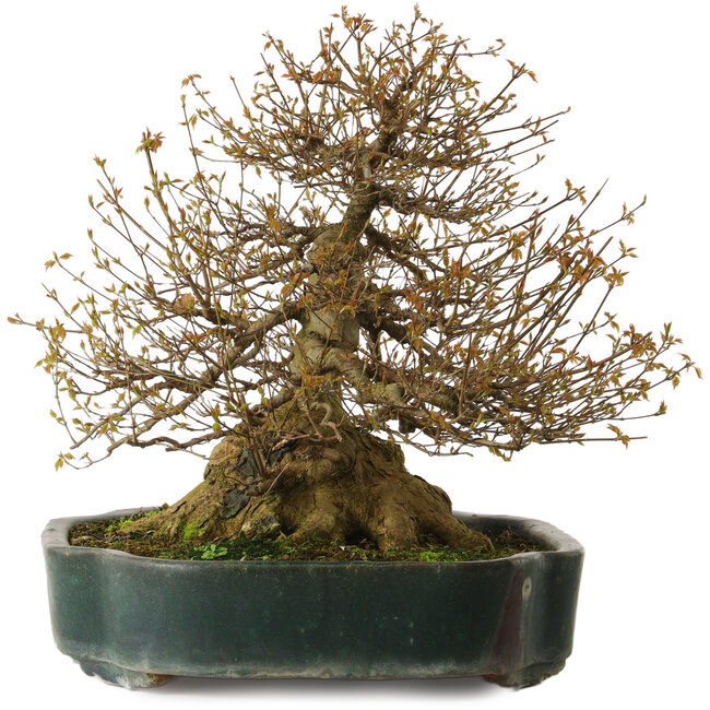 Acer buergerianum, 35 cm, ca. 35 Jahre alt, mit einem Wurzelhals von 34 cm