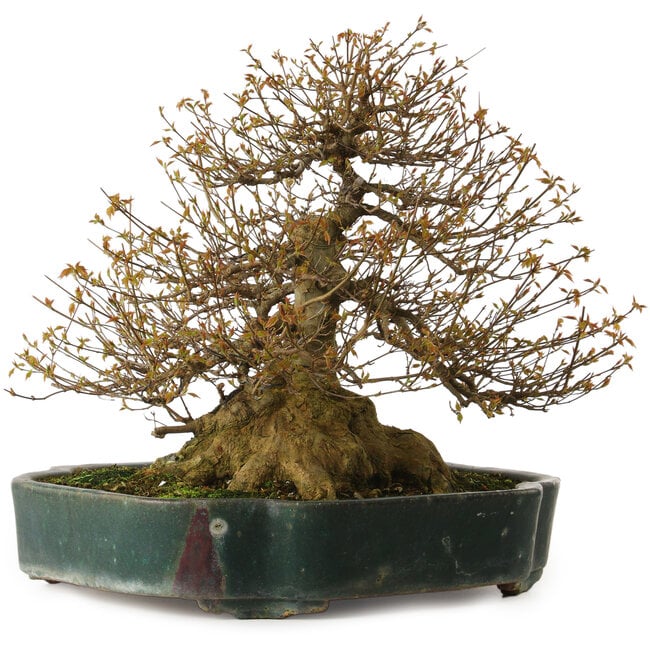 Acer buergerianum, 35 cm, ± 35 jaar oud, met een nebari van 34 cm