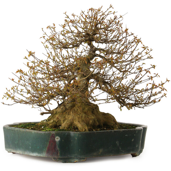 Acer buergerianum, 35 cm, ± 35 years old, with a nebari of 34 cm