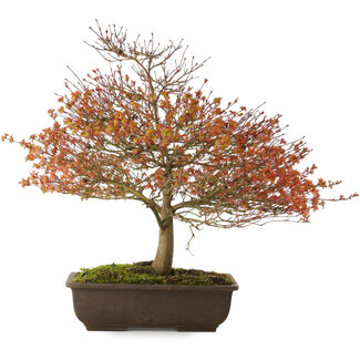 Acer palmatum Kashima, 46 cm, ± 25 ans