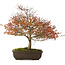 Acer palmatum Kashima, 46 cm, ± 25 anni, con un nebari di 7 cm