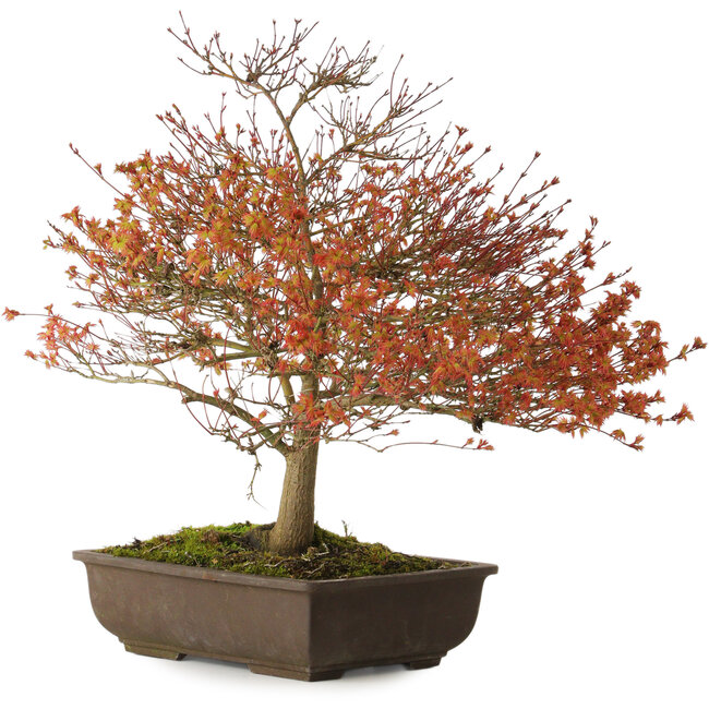 Acer palmatum Kashima, 46 cm, ± 25 Jahre alt, mit einem Wurzelhals von 7 cm