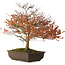 Acer palmatum Kashima, 46 cm, ± 25 Jahre alt, mit einem Wurzelhals von 7 cm