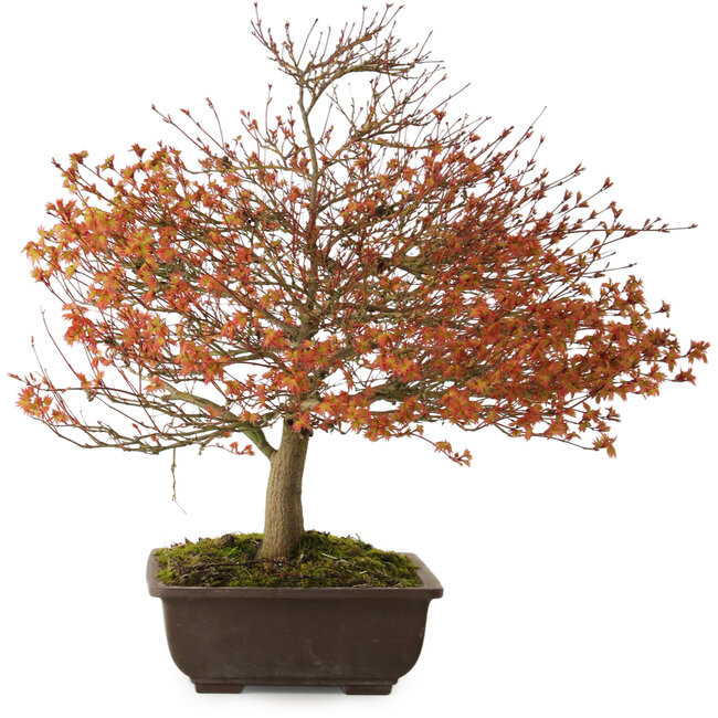 Acer palmatum Kashima, 46 cm, ± 25 años, con un nebari de 7 cm