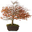 Acer palmatum Kashima, 46 cm, ± 25 años, con un nebari de 7 cm