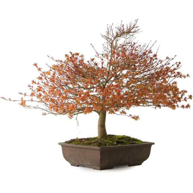 Acer palmatum Kashima, 46 cm, ± 25 years old, with a nebari of 7 cm