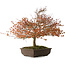 Acer palmatum Kashima, 46 cm, ± 25 jaar oud, met een nebari van 7 cm