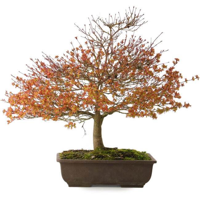 Acer palmatum Kashima, 46 cm, ± 25 ans, avec un nebari de 7 cm