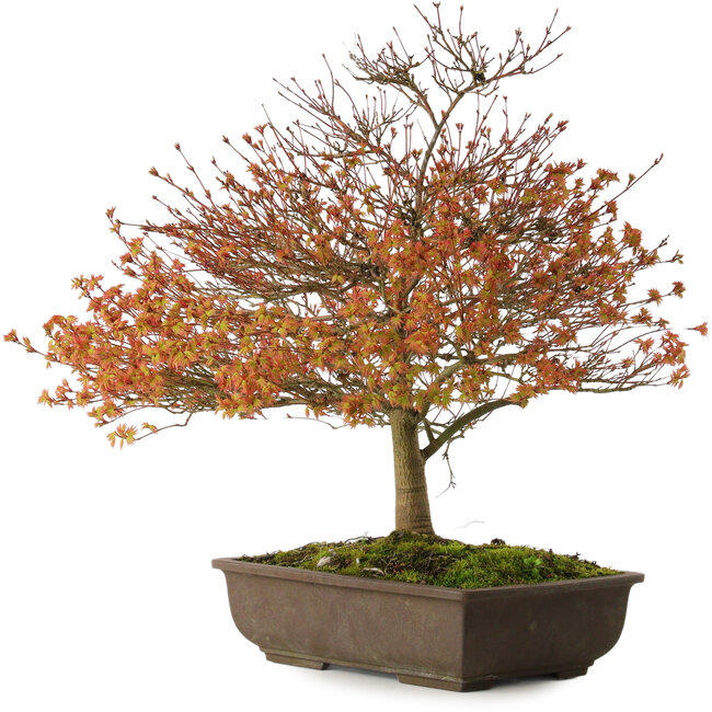 Acer palmatum Kashima, 46 cm, ± 25 years old, with a nebari of 7 cm