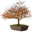 Acer palmatum Kashima, 46 cm, ± 25 ans, avec un nebari de 7 cm