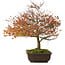 Acer palmatum Kashima, 46 cm, ± 25 anni, con un nebari di 7 cm