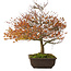 Acer palmatum Kashima, 46 cm, ± 25 Jahre alt, mit einem Wurzelhals von 7 cm