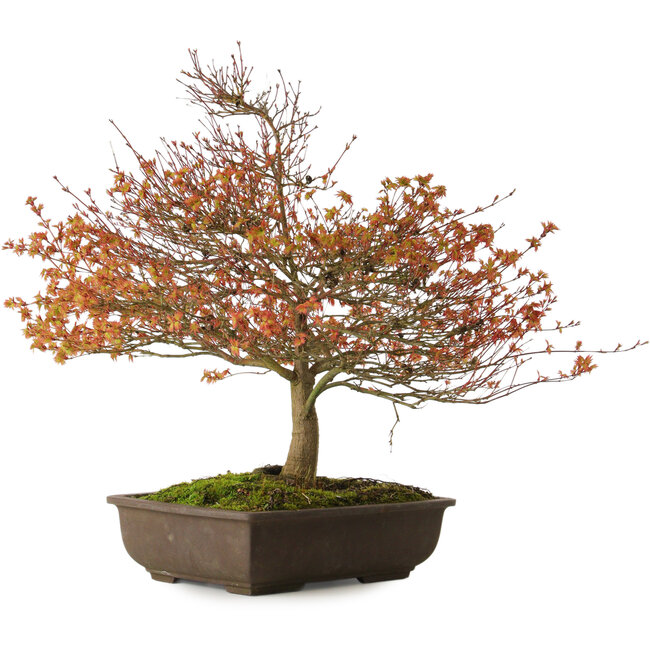 Acer palmatum Kashima, 46 cm, ± 25 Jahre alt, mit einem Wurzelhals von 7 cm