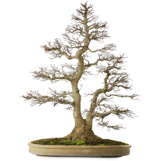 Acer palmatum, 90 cm, ± 75 anni