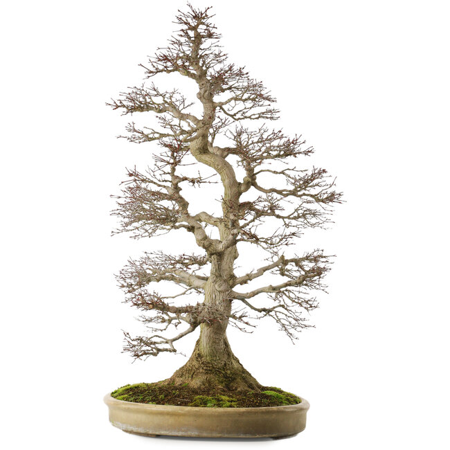 Acer palmatum, 90 cm, ± 75 años, con un nebari de 32 cm, con perfecto movimiento y ramificación y hermosa corteza natural sin cicatrices.