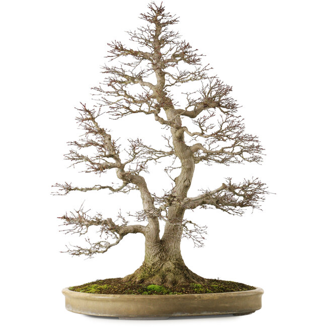 Acer palmatum, 90 cm, ± 75 anni, con un nebari di 32 cm, con movimento e ramificazione perfetti e bella corteccia naturale senza cicatrici